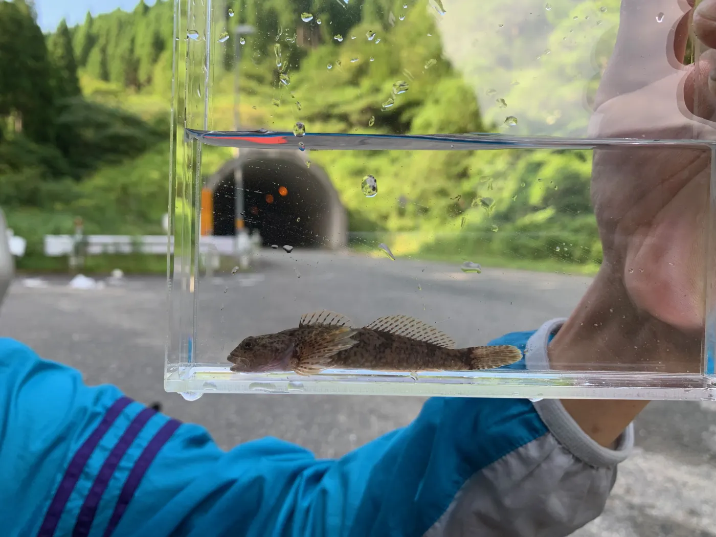調査時に観察された川魚